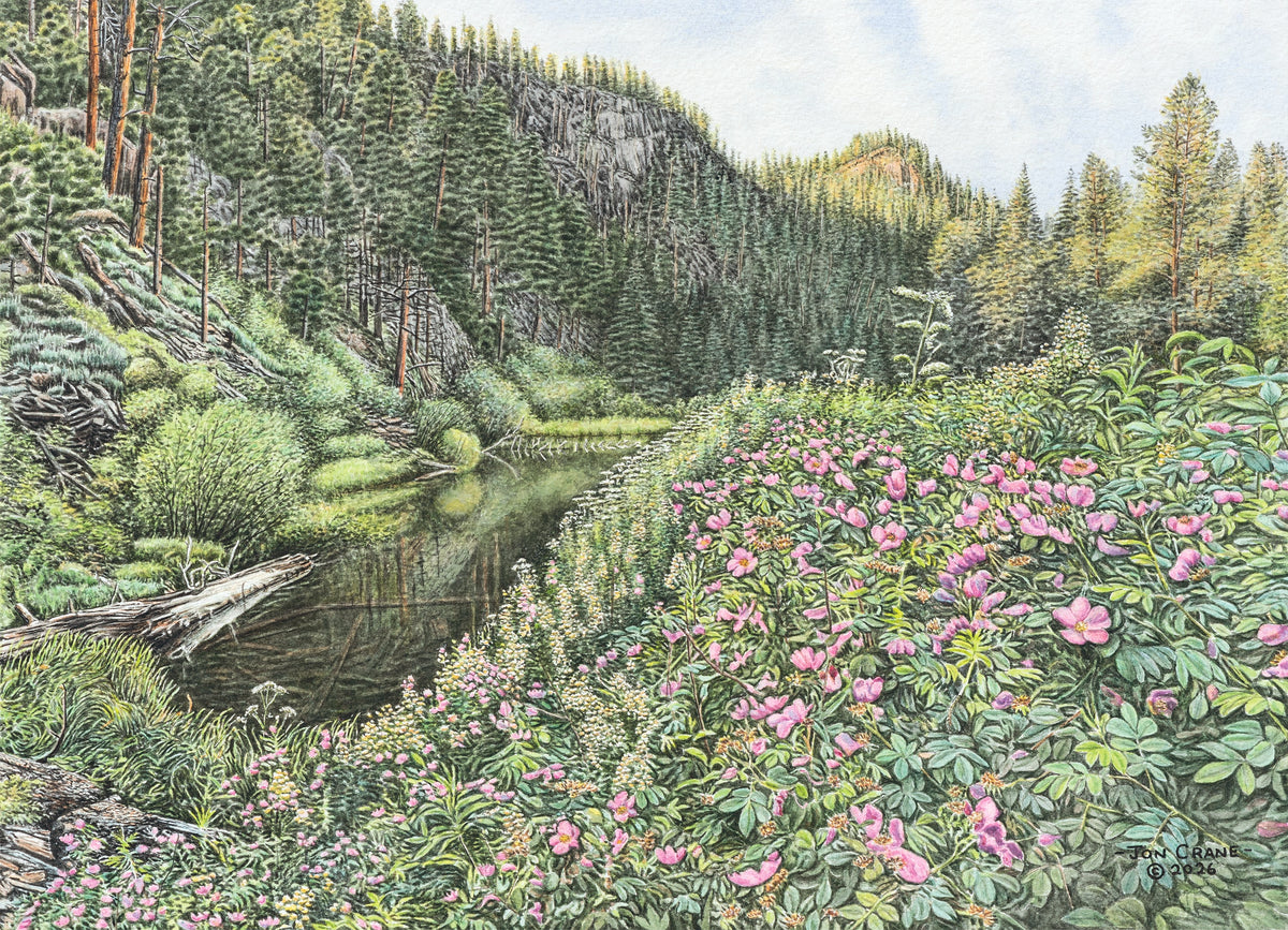 WILD RAMBLINGS by Jon Crane -- Fine Art Watercolors – Jon Crane