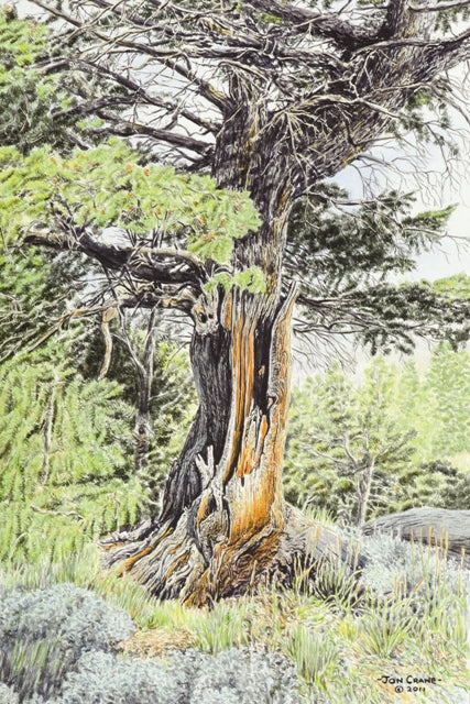 IF I WERE A TREE by Jon Crane -- Fine Art Watercolors