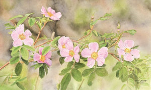 WILD MYSTIC ROSE by Jon Crane -- Fine Art Watercolors